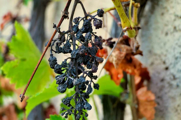 Close Withering Bunch Grapes Vine Due Prolonged Heatwave — 图库照片