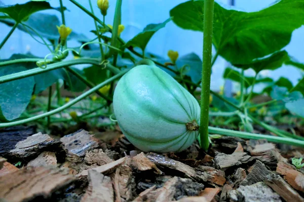Baby Charantais Melon Found Growing Leaves Melon Bed Polytunnel — Stock Photo, Image