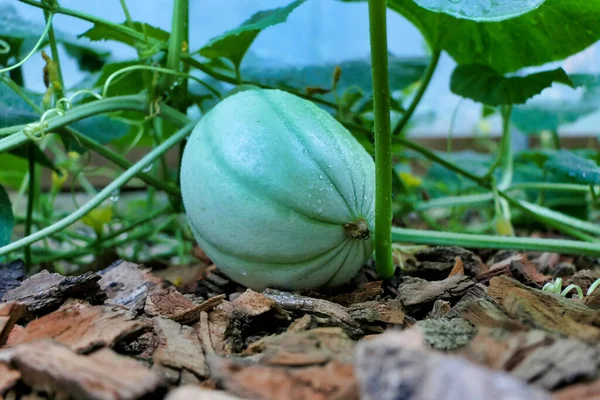 Baby Charantais Melon Found Growing Leaves Melon Bed Polytunnel — Stockfoto