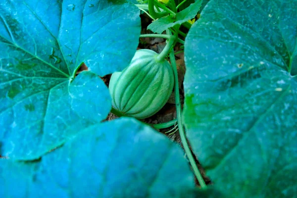 Baby Charantais Melon Found Growing Leaves Melon Bed Polytunnel — Zdjęcie stockowe