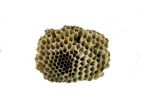 Close Wasp Nest Isolated White Background — Foto Stock