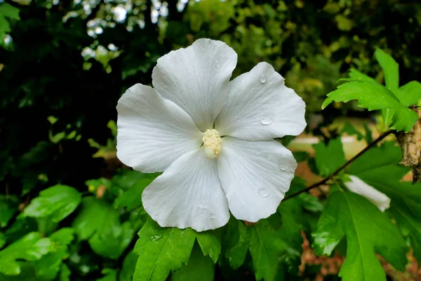 Close White Hibiscus Flower Fully Developed Pistil Rainfall — Stock fotografie