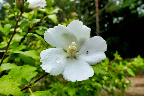 Close White Hibiscus Flower Fully Developed Pistil Rainfall — Stockfoto