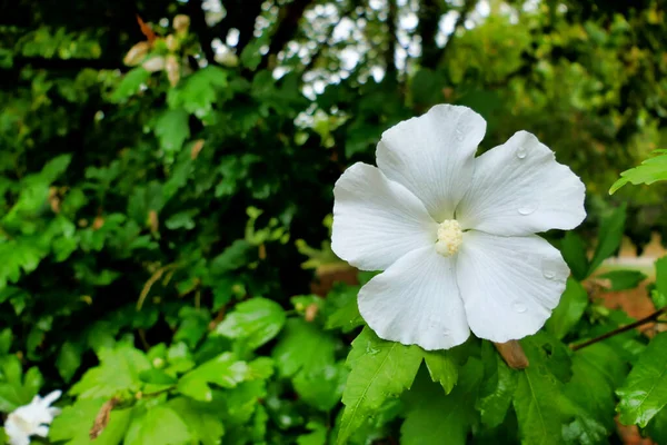 Закрытие Белого Цветка Hibiscus Полностью Развитым Поршнем После Дождя — стоковое фото