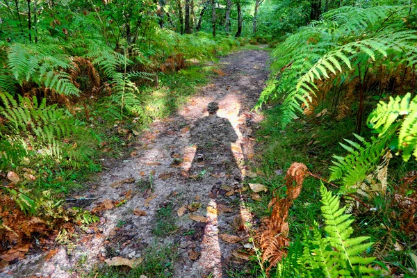 Eerie Picture Shadow Man Woodland Path — Foto Stock