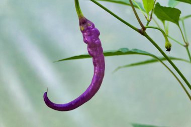 Close up of a pink cayenne pepper, variety Buena mulata. Eventually turns red when fully ripe