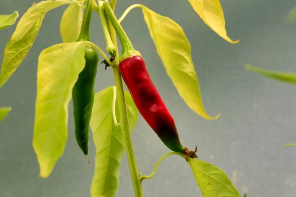 Kaszmirskie Chili Mirch Zmieniają Kolor Zielonego Czerwony — Zdjęcie stockowe