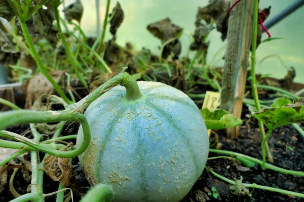 Charantais Meloen Groeiend Een Meloen Bed Een Polytunnel — Stockfoto