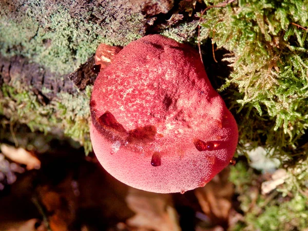 Hovězí Steak Nebo Plíseň Zvaná Fistulina Hepatica Která Právě Vynořuje — Stock fotografie