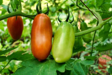 Close up of a bunch of Italian plum tomatoes - variety San Marzano, showing the change of colour from green to red