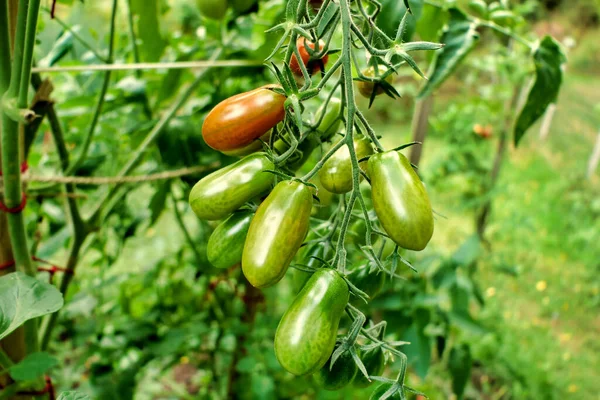 Großaufnahme Eines Bündels Pflaumentomaten Sorte Mini Plum Die Den Farbwechsel — Stockfoto