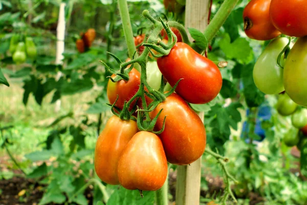 Close Monte Tomates Ameixa Variedade Roma Mostrando Mudança Cor Verde — Fotografia de Stock