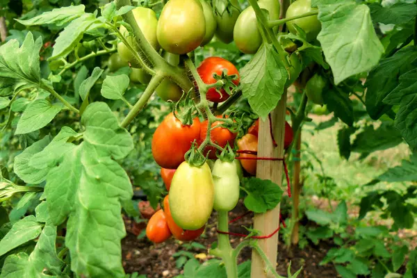 Zbliżenie Grona Pomidorów Śliwkowych Odmiana Roma Pokazująca Zmianę Koloru Zielonego — Zdjęcie stockowe