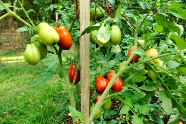 梅のトマトの束の終わり 品種ローマ 緑から赤への色の変化を示す — ストック写真