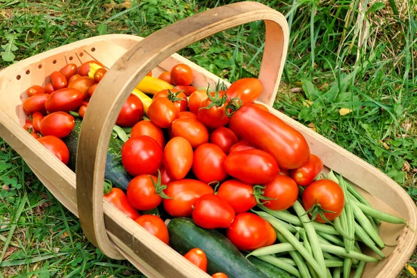 Trug Sussex Cheio Legumes Recém Colhidos Jardim Campo — Fotografia de Stock