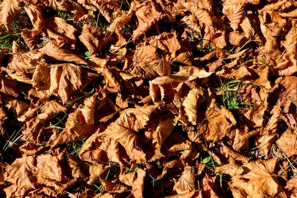 Kalkboom Tilia Europoea Herfstbladeren Gloeien Avondzon Tijdens Het Gouden Uur — Stockfoto