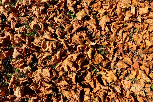 Kalkboom Tilia Europoea Herfstbladeren Gloeien Avondzon Tijdens Het Gouden Uur — Stockfoto