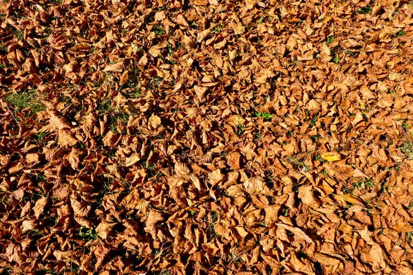Kalkboom Tilia Europoea Herfstbladeren Gloeien Avondzon Tijdens Het Gouden Uur — Stockfoto