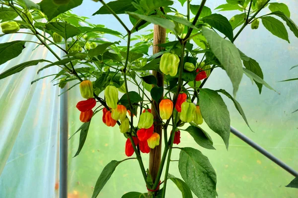 Habanero Chilli Plante Montrant Les Piments Changer Couleur Vert Jaune — Photo