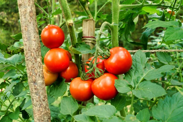 トマトの束を閉じる 様々なお金メーカー 緑から赤への色の変化を示す — ストック写真