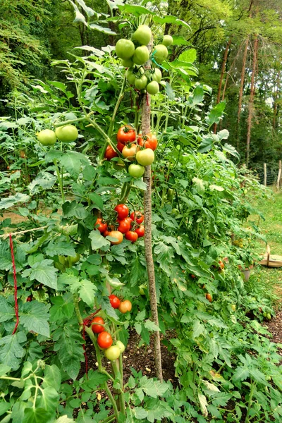 Tomato vine - variety Moneymaker, growing in a French potager (vegetable bed)