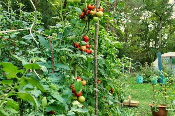 Tomatenrebe Sorte Moneymaker Wächst Einem Französischen Töpfer Gemüsebeet — Stockfoto