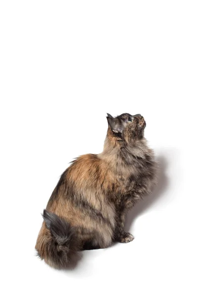 Fluffiga katten — Stockfoto