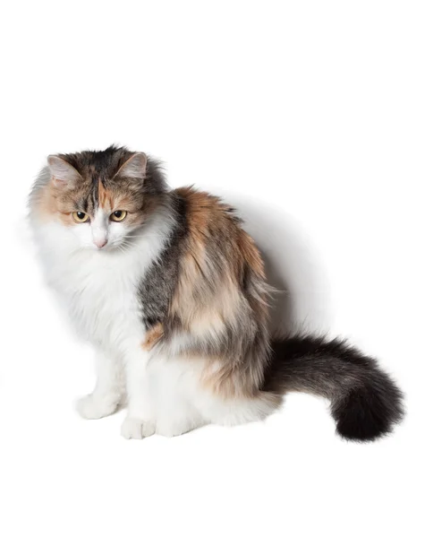 Pörröinen kissa — kuvapankkivalokuva