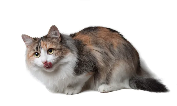 Fluffiga katten — Stockfoto