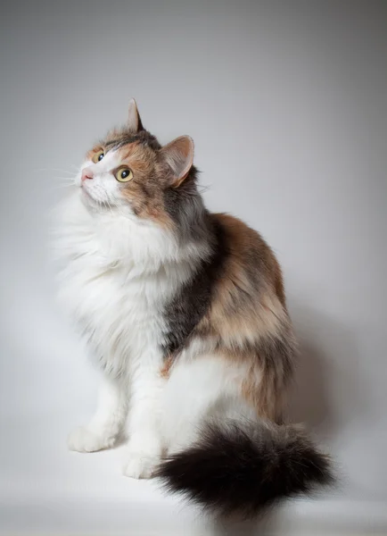Fluffiga katten — Stockfoto