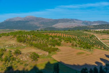 Endülüs kırsalında, İspanya 'da Ronda yakınlarında.