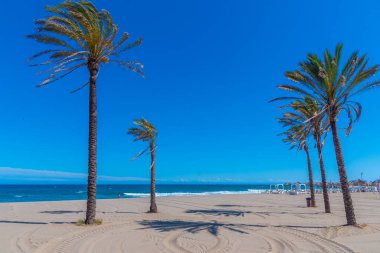Palms at Playa de Venus at Marbella, İspanya
