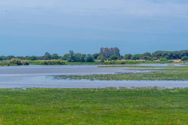 İspanya 'daki Donana Ulusal Parkı' ndaki bataklıklar