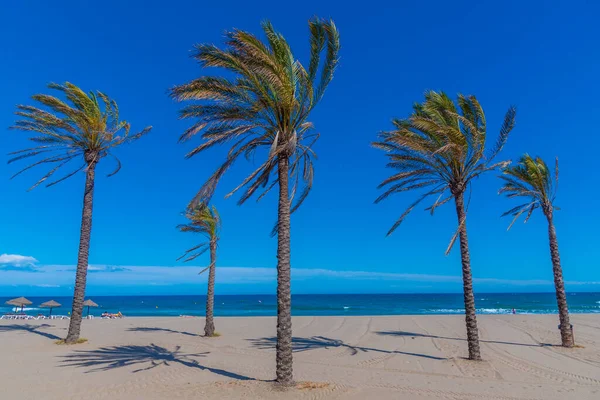 Palmeras Playa Venus Marbella España — Foto de Stock