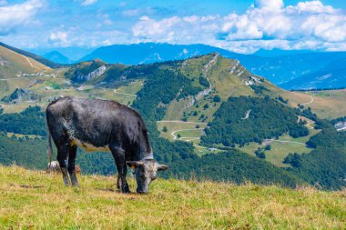 İtalya 'da Monte Baldo' da inekler otluyor.