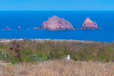 Portekiz 'deki Berlenga Grande adasında yuva yapan martılar..