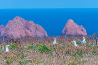 Portekiz 'deki Berlenga Grande adasında yuva yapan martılar..