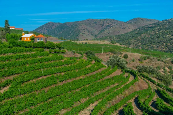 Portekiz 'deki Douro Vadisi' nin resimli manzarası..