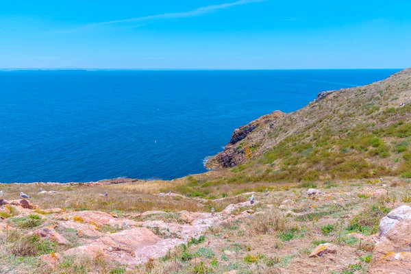 Portekiz 'deki Berlenga Grande Adası' nın sert kıyıları.