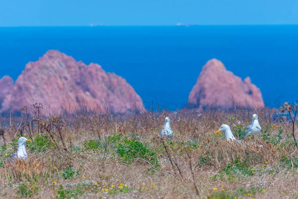 Portekiz 'deki Berlenga Grande adasında yuva yapan martılar..