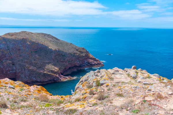 Portekiz 'deki Berlenga Grande Adası' nın sert kıyıları.
