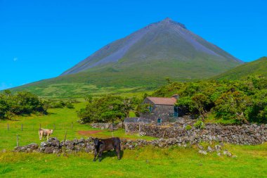 Pico adasının manzarası Pico Dağı, Azores, Portekiz egemenliğinde..
