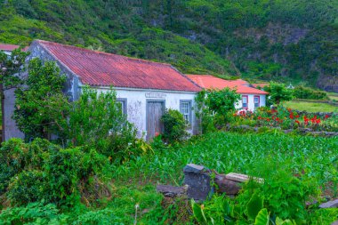 Portekiz, Azores 'teki Sao Jorge adasındaki Faja da Caldeira Santo Cristo köyü..