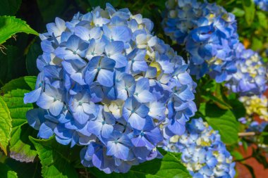 Portekiz 'deki Azores adalarındaki mavi ortanca çiçeğinin ayrıntıları.