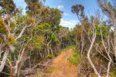 Portekiz, Sao Jorge, Vleas kasabası yakınlarındaki Morro Grande Caldera 'da engebeli bir arazi..
