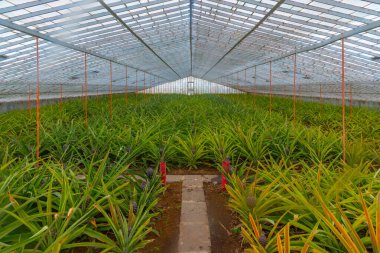 Portekiz, Azores 'deki Ponta Delgada' daki ananas seraları..