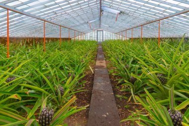 Portekiz, Azores 'deki Ponta Delgada' daki ananas seraları..