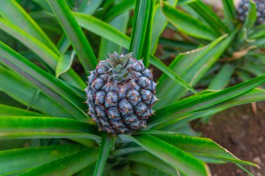 Portekiz, Azores 'deki Ponta Delgada' daki ananas seraları..