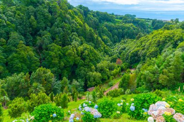 Ribeira dos Caldeiroes Sao Miguel adasındaki doğal park, Azores, Portekiz.