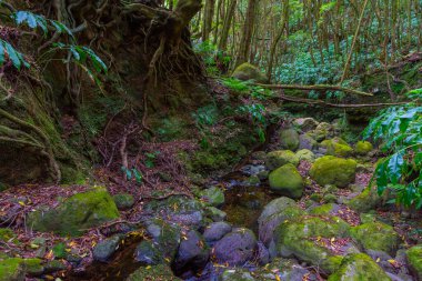 Sao Miguel, Azores, Portekiz yağmur ormanlarında yürüyüş yolu..